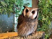 フクロウカフェクルーの写真3
