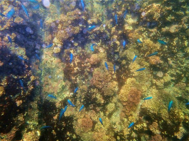 キレイなお魚がいっぱい_パドルスポーツ・ルー