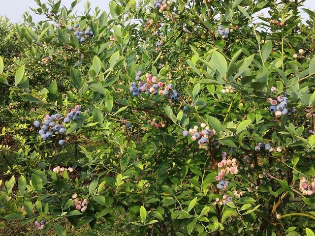 BlueberryFarmかわさと