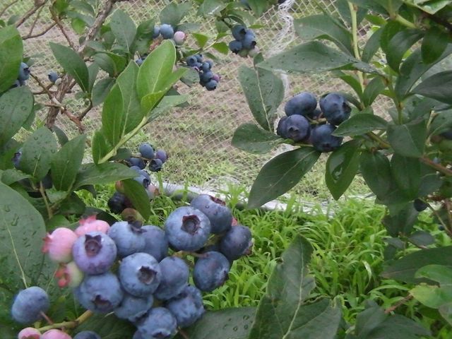 BlueberryFarmかわさと