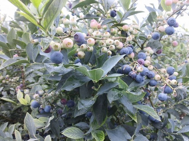 BlueberryFarmかわさと