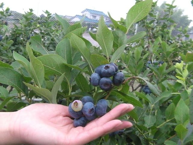 BlueberryFarmかわさと