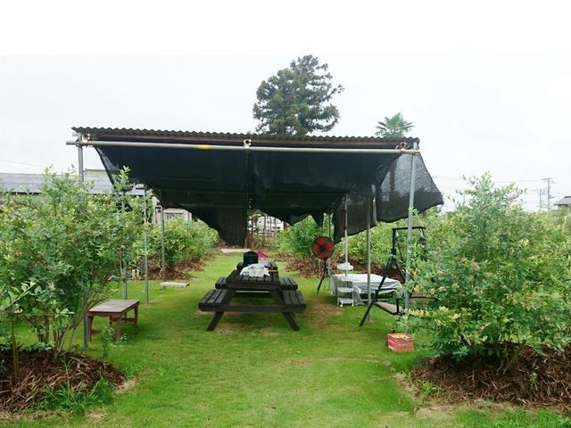 BlueberryFarmかわさと