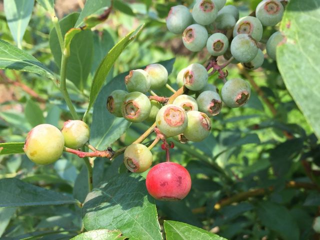 BlueberryFarmかわさと
