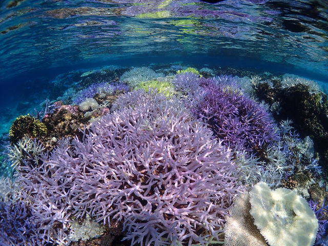 17エンドのリーフ_宮古島ダイビングリゾートReef