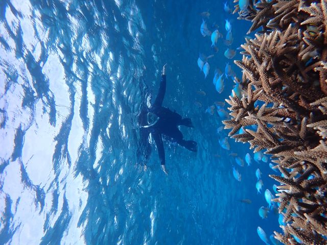 Reeftour HONEY
