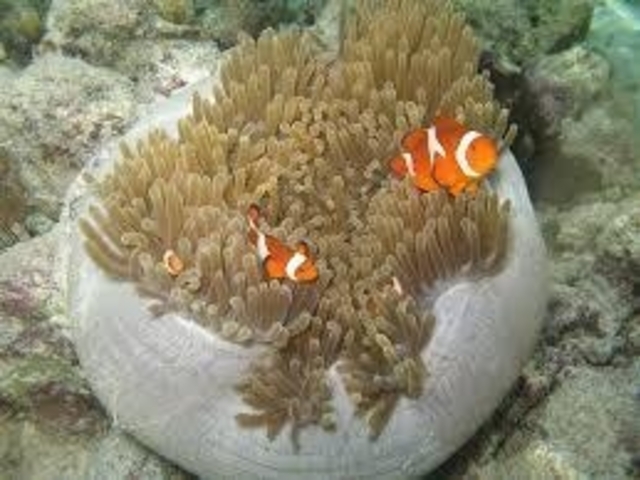 Reeftour HONEY