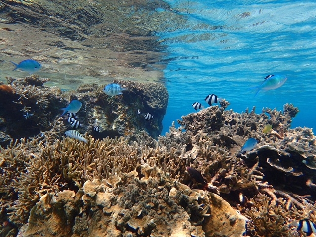 Reeftour HONEY