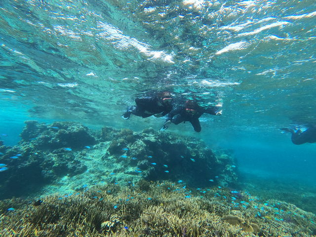 Reeftour HONEY