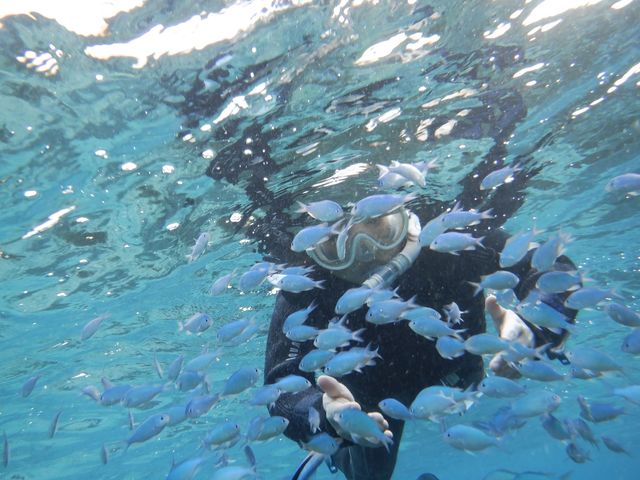 Reeftour HONEY