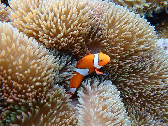 Reeftour HONEY