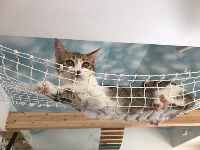 Catcafe 美ら猫