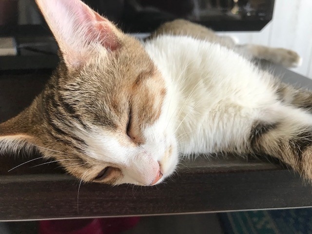Catcafe 美ら猫