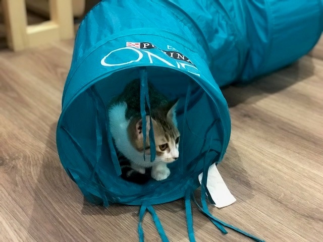 Catcafe 美ら猫