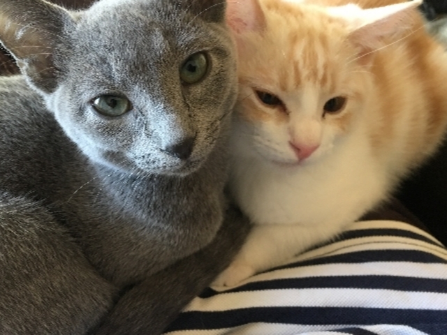 Catcafe 美ら猫