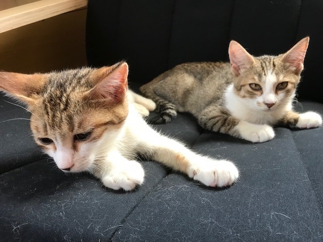 Catcafe 美ら猫