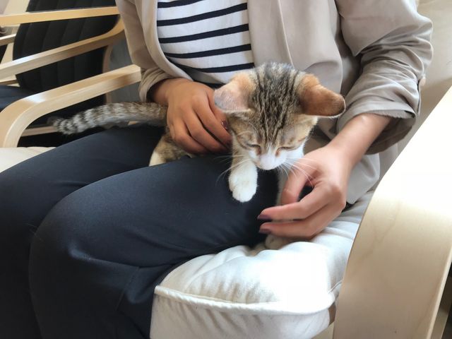 Catcafe 美ら猫