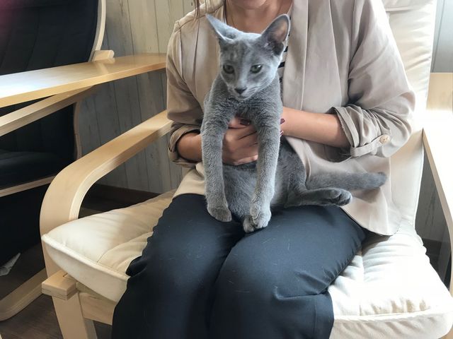 Catcafe 美ら猫
