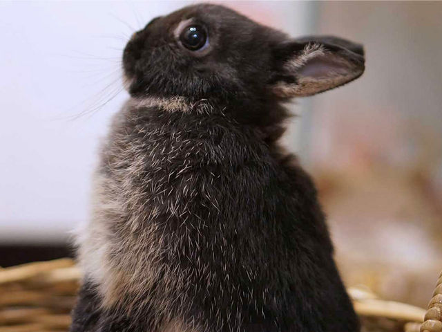 看板うさぎのクロウちゃん_Ashiya月兎・ぷらす