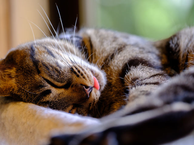 笑ねこカフェ