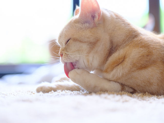 笑ねこカフェ