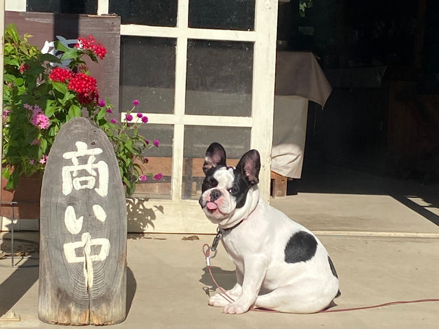 看板犬のロコ_有紗窯
