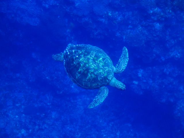 ウミガメに逢えるかも!?_まりんはうすぐるくん