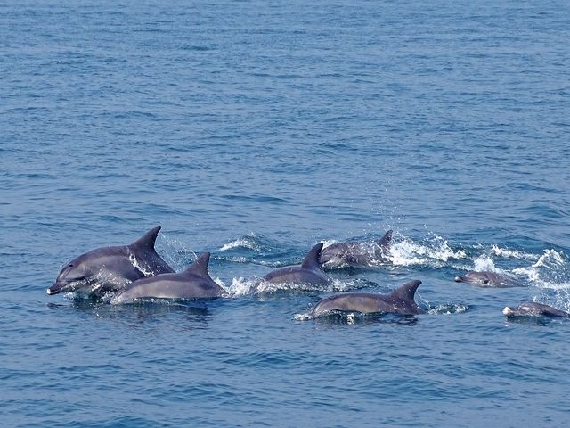 野生のイルカの群れが大きいことが特徴です_くまもと アイランドキャンパス