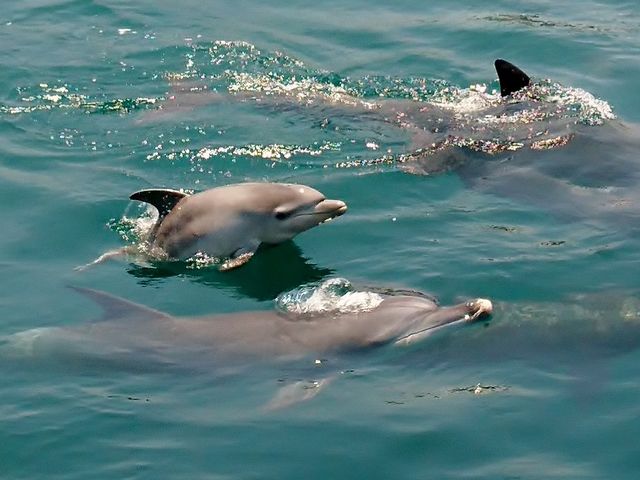 春〜夏は赤ちゃんイルカが見れます_くまもと アイランドキャンパス