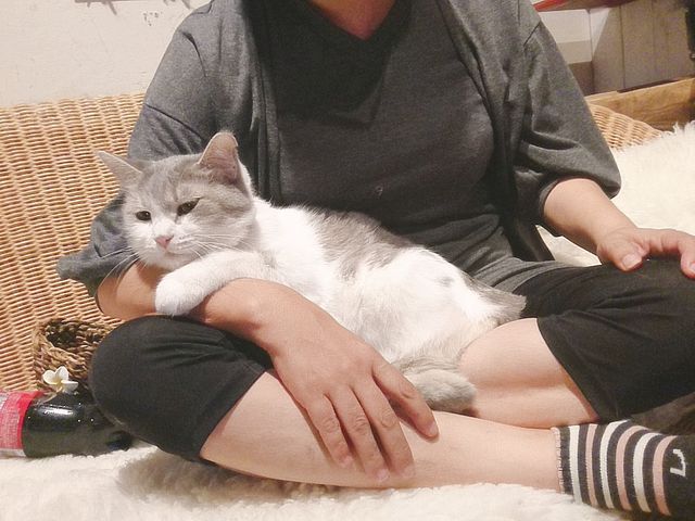 猫茶