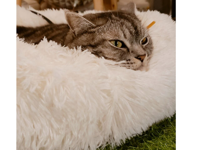 広すぎない店内は、前にも後ろにもお膝にも 猫茶staffが!!少人数制ならではの リラックス空間も
日頃の疲れを癒すのにピッタリ。_猫茶