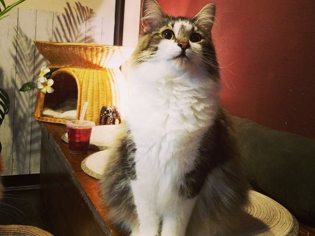 猫茶