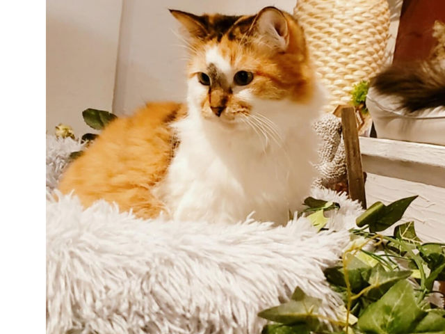 猫茶