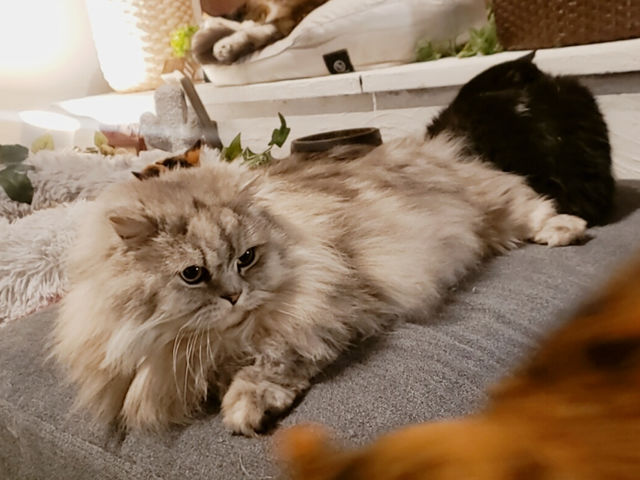猫茶