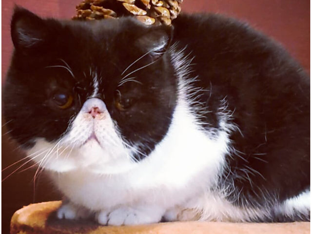 猫茶