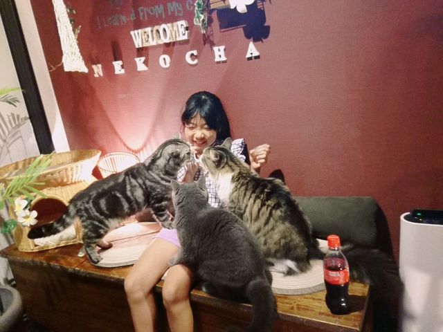 猫茶