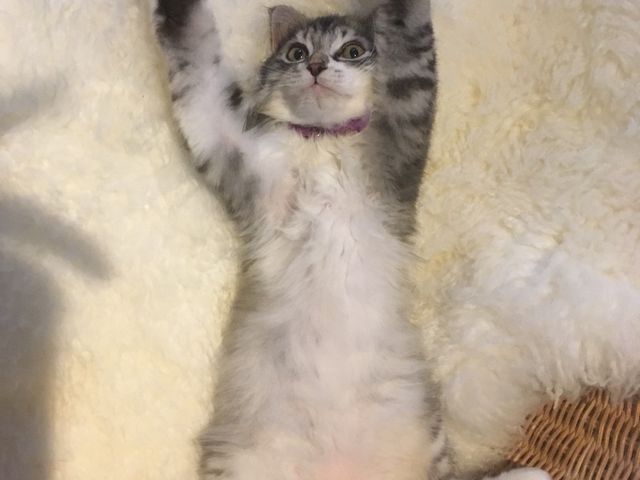 猫茶