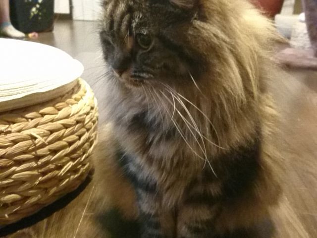 猫茶