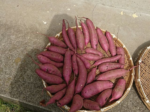 ソラタネ農園 津久井