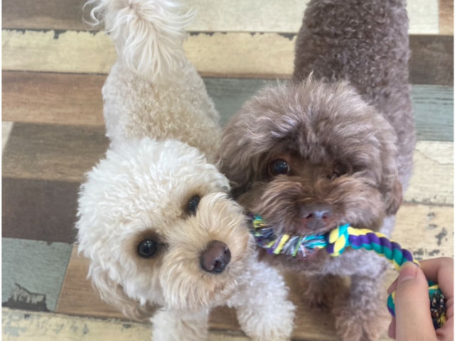 犬カフェの様子です。おもちゃで遊んでいるところをパシャリ!オプションのおもちゃになります。_犬カフェ 猫カフェ はちゅう類カフェ アニマルカフェMILK