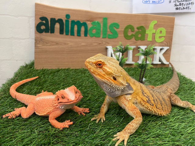 爬虫類カフェにいるフトアゴヒゲトカゲのこしあん君です。_犬カフェ 猫カフェ はちゅう類カフェ アニマルカフェMILK