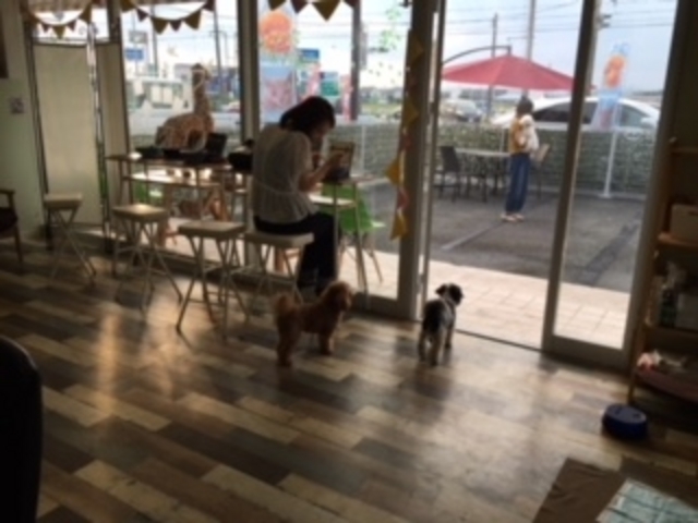 犬カフェ_犬カフェ 猫カフェ はちゅう類カフェ アニマルカフェMILK