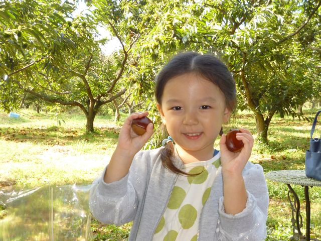 初めての栗拾い。大きな栗を拾って嬉しかったよ。_橋本栗園