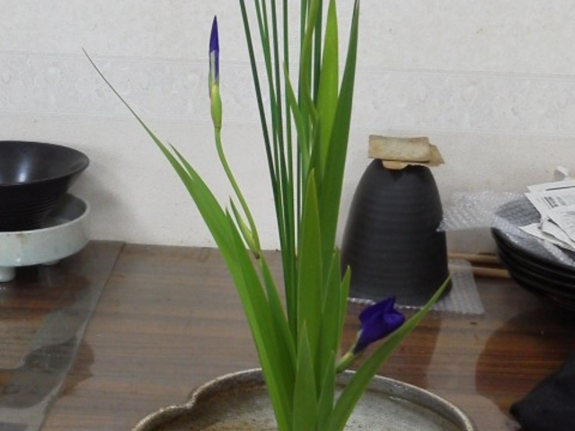 花・フラメール・ちしき教室