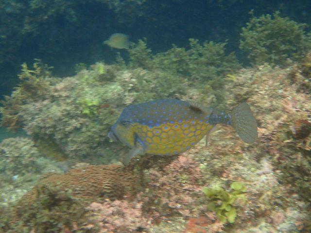 シーカヤックガイド南伊豆アドベンチャー