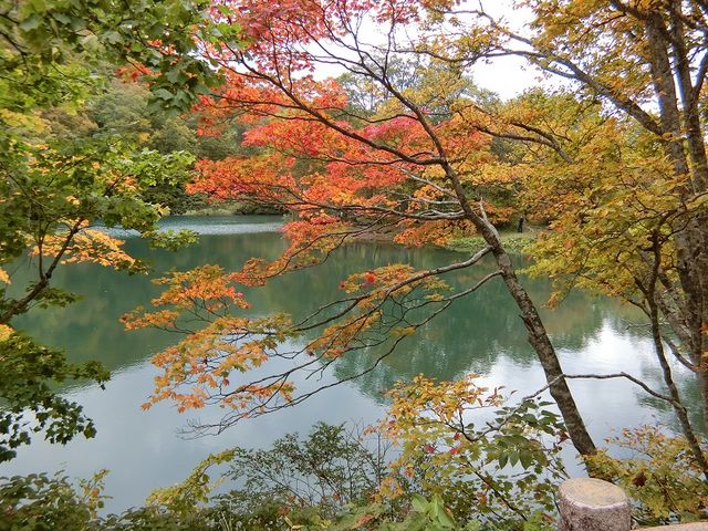 紅葉のドッコ沼_中央第1リフト