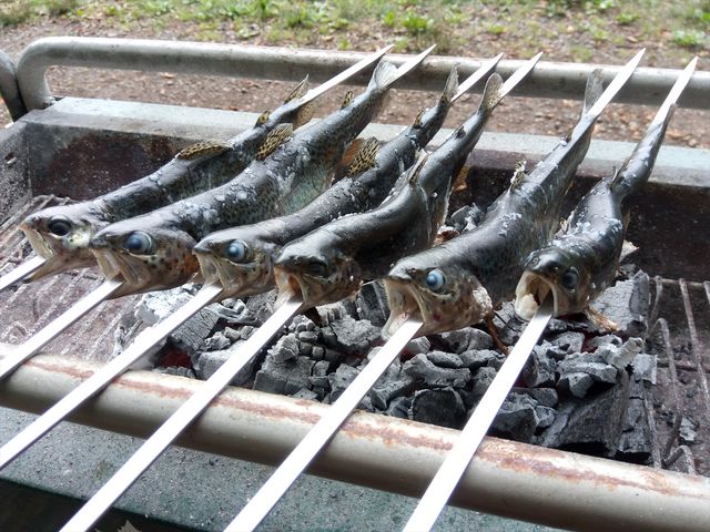 釣り堀
魚の殆どはニジマスです。_マーガレットリフレクパーク