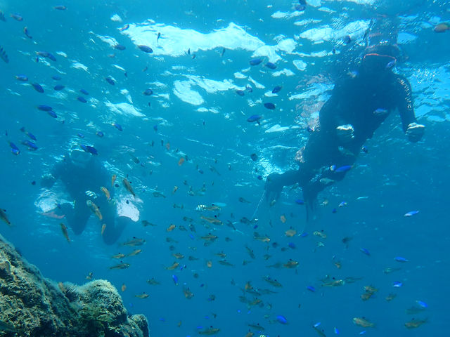 海を満喫
Enjoying ocean_竜串観光振興会 マリンクラブジョイ