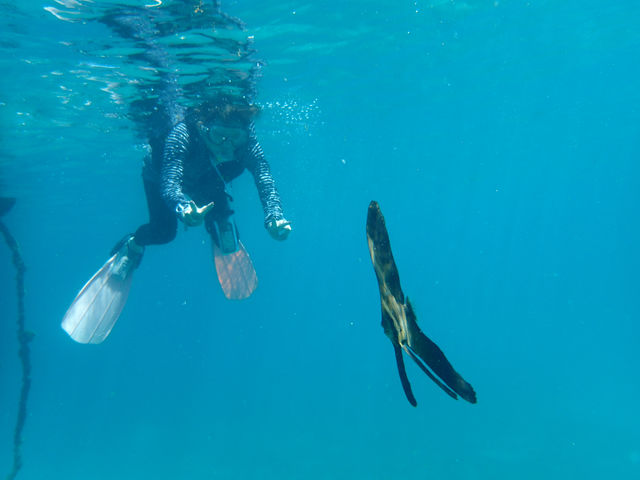 南洋ツバメウオと
with Circular Spadefish_竜串観光振興会 マリンクラブジョイ