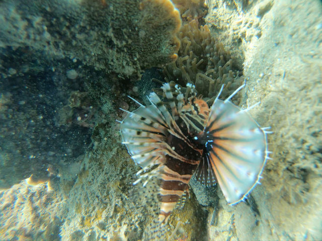 ミノカサゴ。Lion fish._竜串観光振興会 マリンクラブジョイ